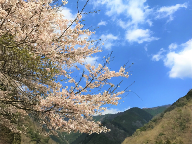 檜原村でほっこり 春のお散歩しよう 檜原村観光協会
