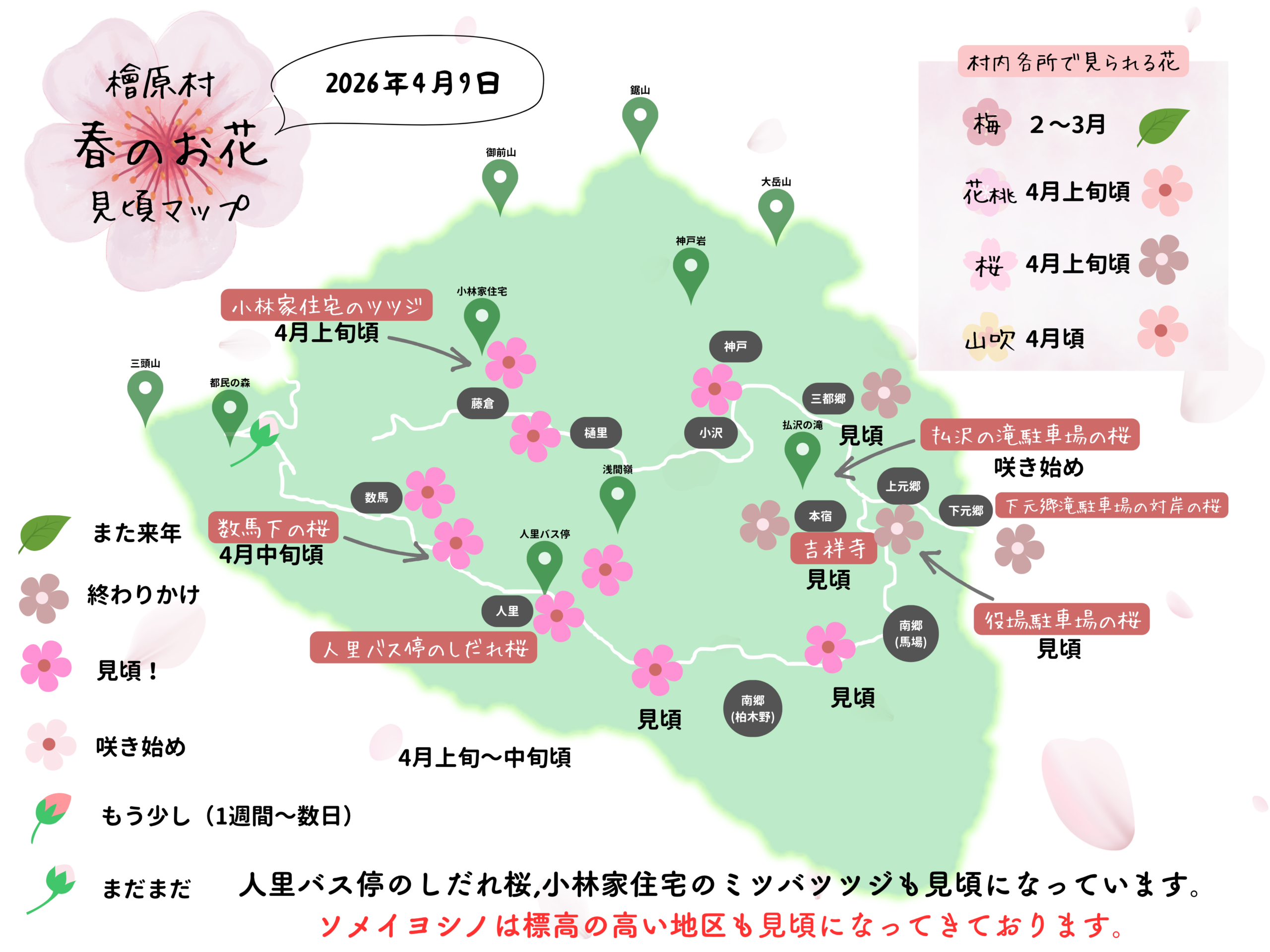 春のお花 見頃マップ！2026年4月9日更新！ | 檜原村観光協会