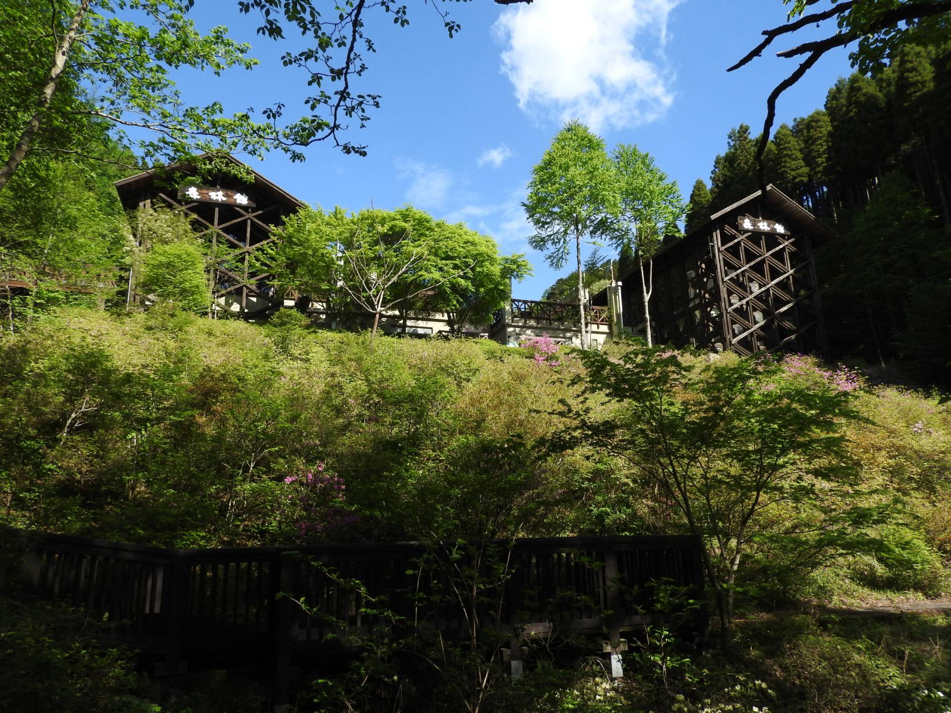 檜原 都民 の 森